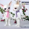 Doll Factory / Pet Ari / Baby Fennec Popo (Normal Skin)